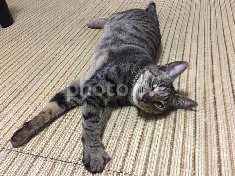 伸びた猫がこっちを見ている リラックス,ゆったり,キジトラの写真素材