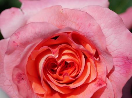 Photo, rose, flower, flour, 