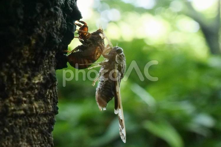 セミの脱皮／蝉の抜け殻 セミ,蝉,抜け殻の写真素材