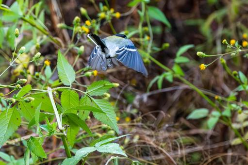 シジュウカラ(110)の写真