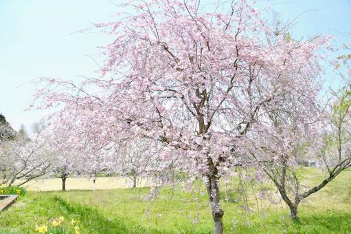 八重紅枝垂桜 八重紅枝垂桜 桜,八重紅枝垂,花の写真素材