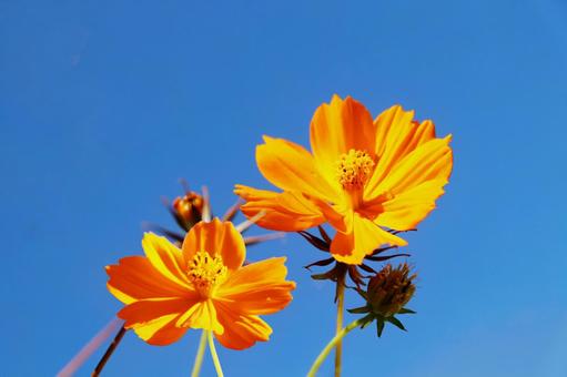 キバナコスモス6の写真