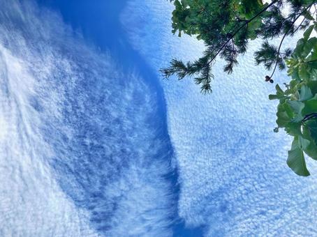 秋の空と松の木 秋の空と松の木 空,青空,秋の写真素材