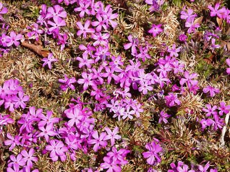 紫色の小さな花 紫色の小さな花の写真