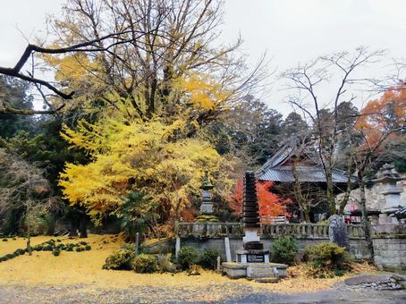 岩殿観音の黄色い絨毯 岩殿観音の黄色い絨毯 岩殿観音,イチョウ,落ち葉の写真素材