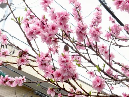 住宅地の庭先で開花したハナモモの花 住宅地の庭先で開花したハナモモの花 ハナモモ,花,木の写真素材