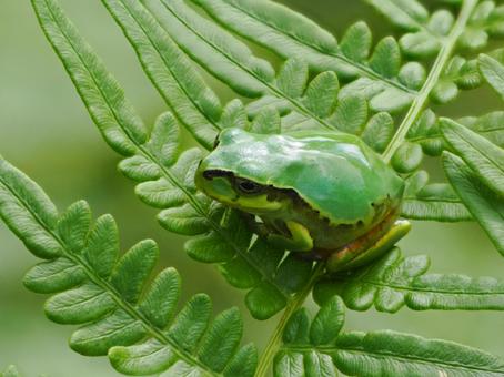 かわいいアマガエル アマガエル,可愛い,キュートの写真素材