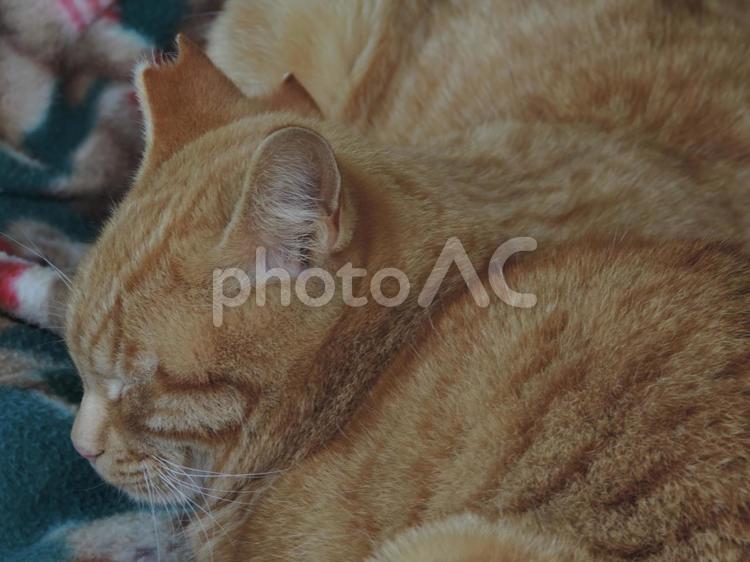 すやすや 猫,野良猫,キャットの写真素材