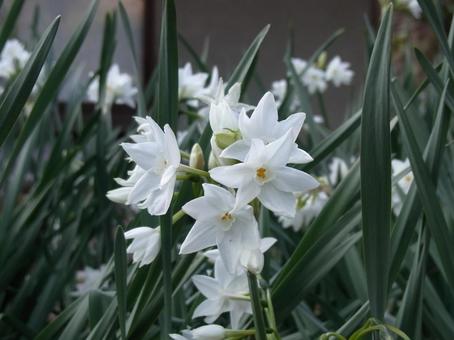 White daffodil flowers blooming in the temple grounds, JPG