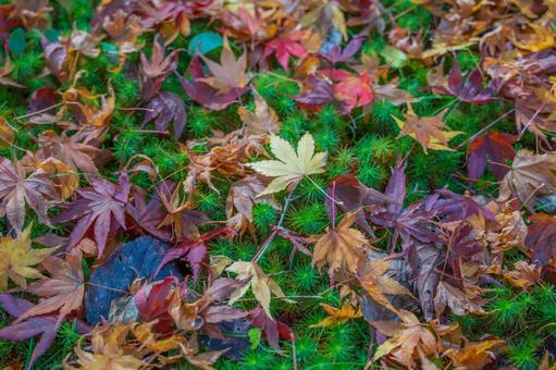 紅葉の絨毯-3 紅葉,絨毯,秋の写真素材