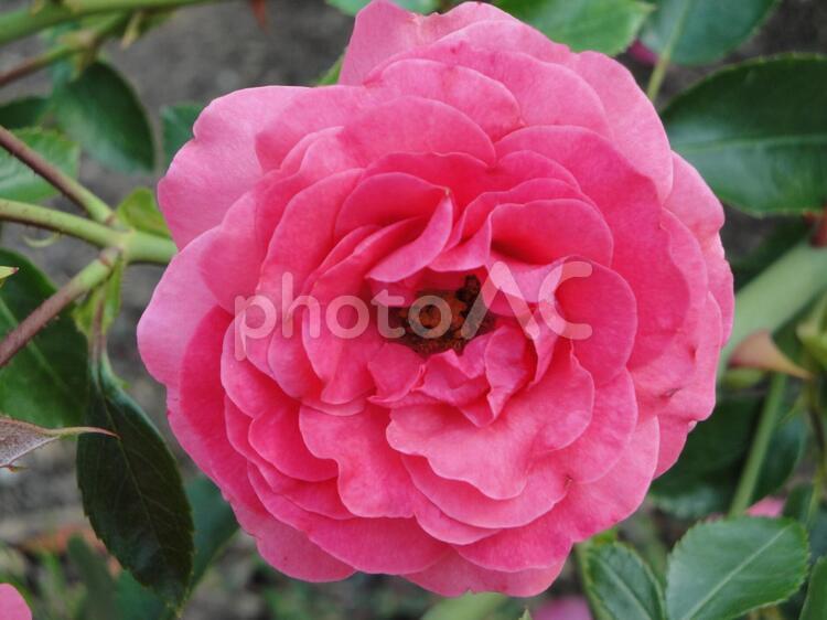 ばら バラ,花,自然の写真素材