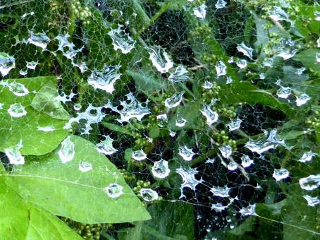 草むらで蜘蛛の巣に光る雨粒 草むらで蜘蛛の巣に光る雨粒 雨粒,雫,水滴の写真素材