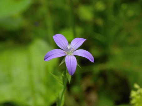 Small daisy flower, JPG