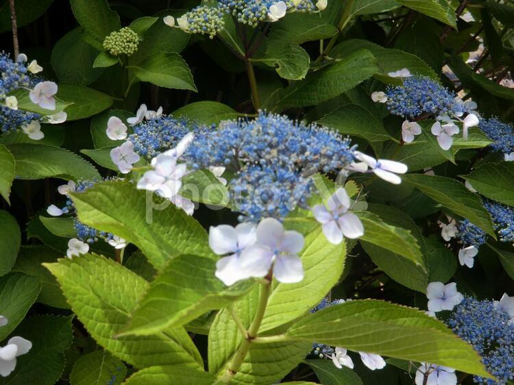 アジサイの季節 あじさい,ガクアジサイ,水色の花の写真素材