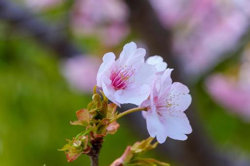柔らかな光に包まれた桜の花 柔らかな光に包まれた桜の花 桜,花,花びらの写真素材