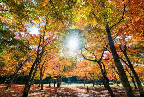 北海道の紅葉の写真
