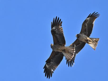 Black Kite, JPG