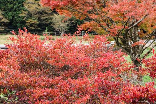 紅葉したドウダンツツジ 紅葉,葉,色づきの写真素材