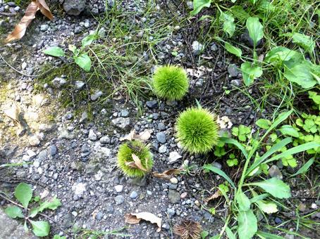 7月、じゃり道に転がる緑色のイガグリ イガグリ,栗,いがの写真素材