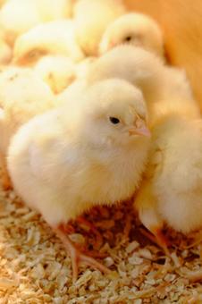 ひよこUP ひよこ,雛,たくさんの写真素材