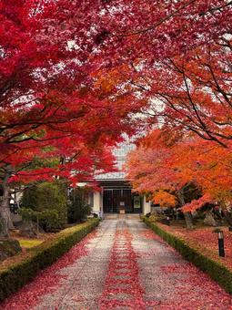 紅葉の並木道 秋,秋イメージ,もみじの写真素材