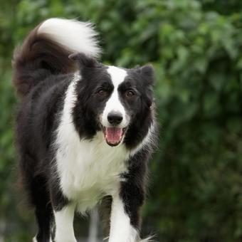 ボーダーコリーのポートレート 犬,ボーダーコリー,ペットの写真素材