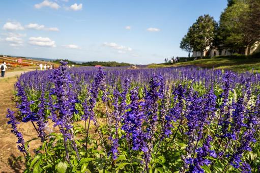 丘の風景ー秋⑵ 丘の風景ー秋⑵ 丘,花々,木々の写真素材