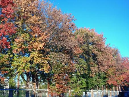 紅葉 赤,オレンジ,紅葉の写真素材