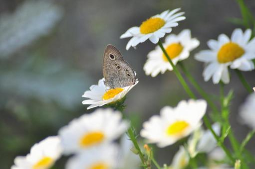 Photo, daisy, white flower, butterfly, 