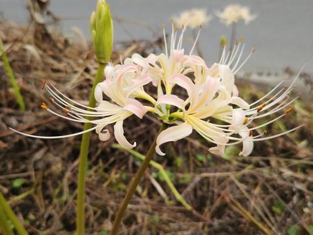 白い曼珠沙華 白い曼珠沙華の写真