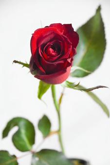 赤い薔薇 赤い薔薇 赤い薔薇,赤,ばらの写真素材