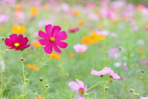 秋桜 コスモス,こすもす,秋の写真素材