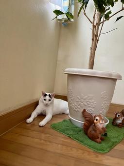 コーヒーの木陰でくつろぐオトちゃん コーヒーの木陰でくつろぐオトちゃん ねこ,かわいい,ペットの写真素材