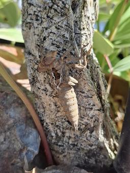 Photo, anotogaster sieboldii, una libélula, larvas de la libélula, 
