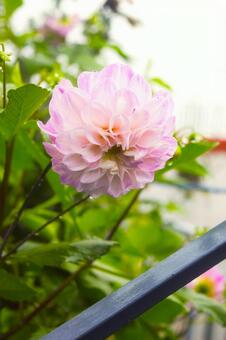 ピンク色のダリアの花　ネパール ダリア,花,ガーデニングの写真素材