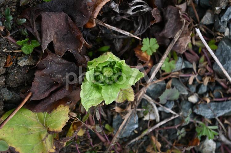 ふきのとう５ ふきのとう,植物,落ち葉の写真素材