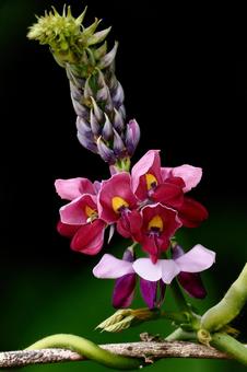 葛の花 葛の花 葛,つる性,葛花の写真素材