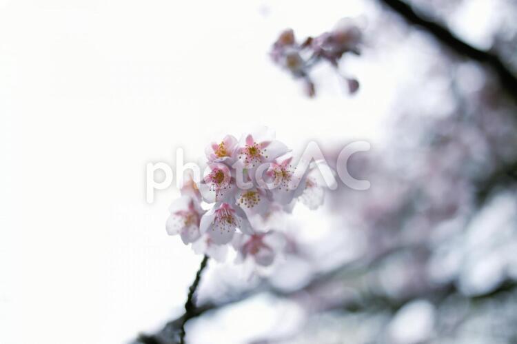 桜の花 桜,花見,見上げの写真素材