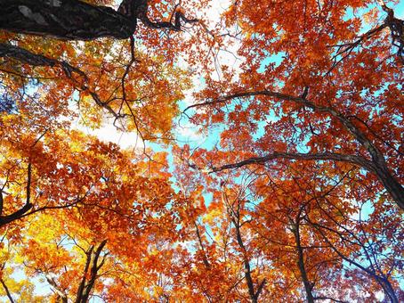 Autumn leaves (Kandayama), JPG