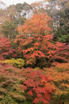 紅葉 紅葉,養老渓谷,筒森もみじ谷の写真素材