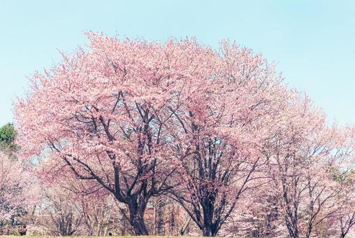 Cherry trees in full bloom, JPG Cherry trees in full bloom, JPG