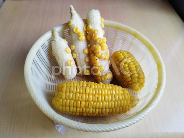 家庭菜園で作ったトウモロコシ 野菜,トウモロコシ,ザルの写真素材