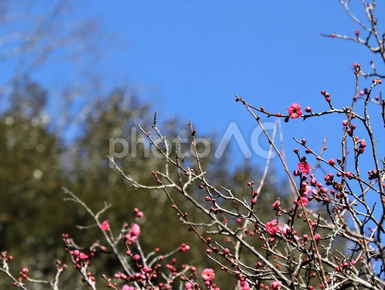 きれいなピンク色の梅の花 梅,花びら,つぼみの写真素材