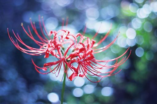 Shining background and red spider lilies, JPG