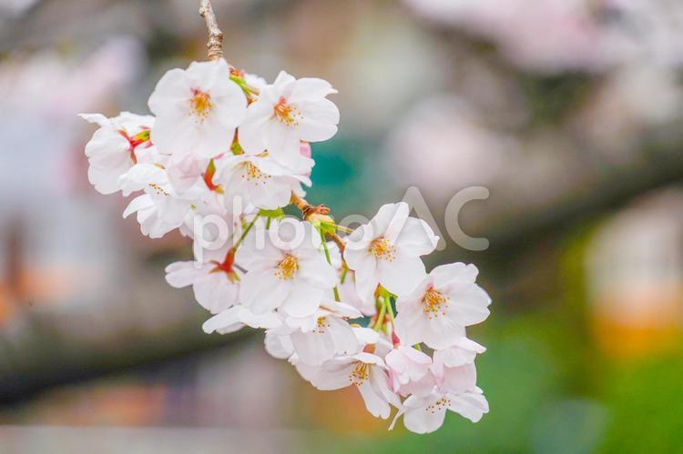 目黒川の桜 かわいい,さくら,アップの写真素材
