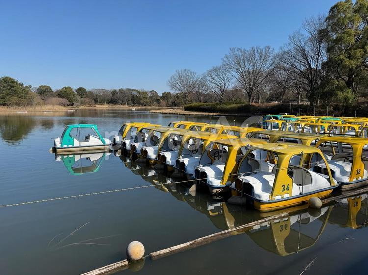 足漕ぎボート 足漕ぎボート,ボート,池の写真素材