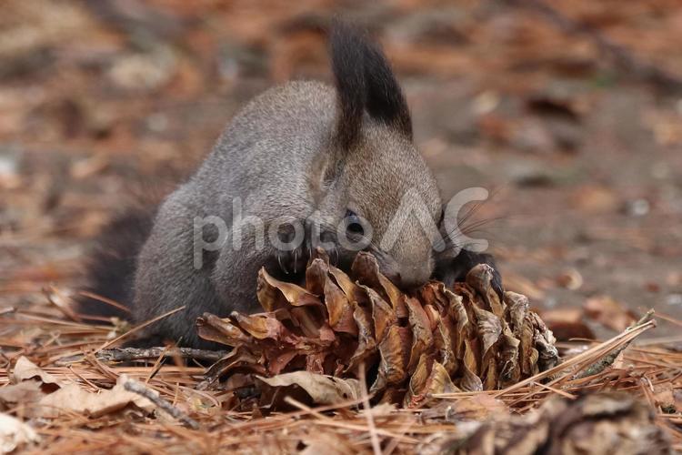かぶりつくエゾリスちゃん エゾリス,リス,動物の写真素材