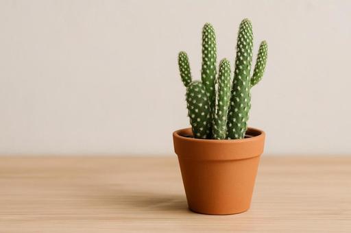 さぼてん サボテン 観葉植物 さぼてん サボテン 観葉植物の写真