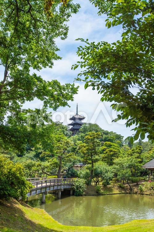 神奈川県　三渓園の風景 三渓園,日本庭園,庭園の写真素材