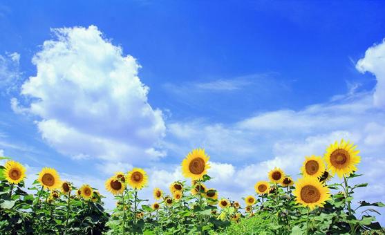 夏の風景/ひまわり畑と青空 夏の風景/ひまわり畑と青空 夏景色,ひまわり畑,夏空の写真素材